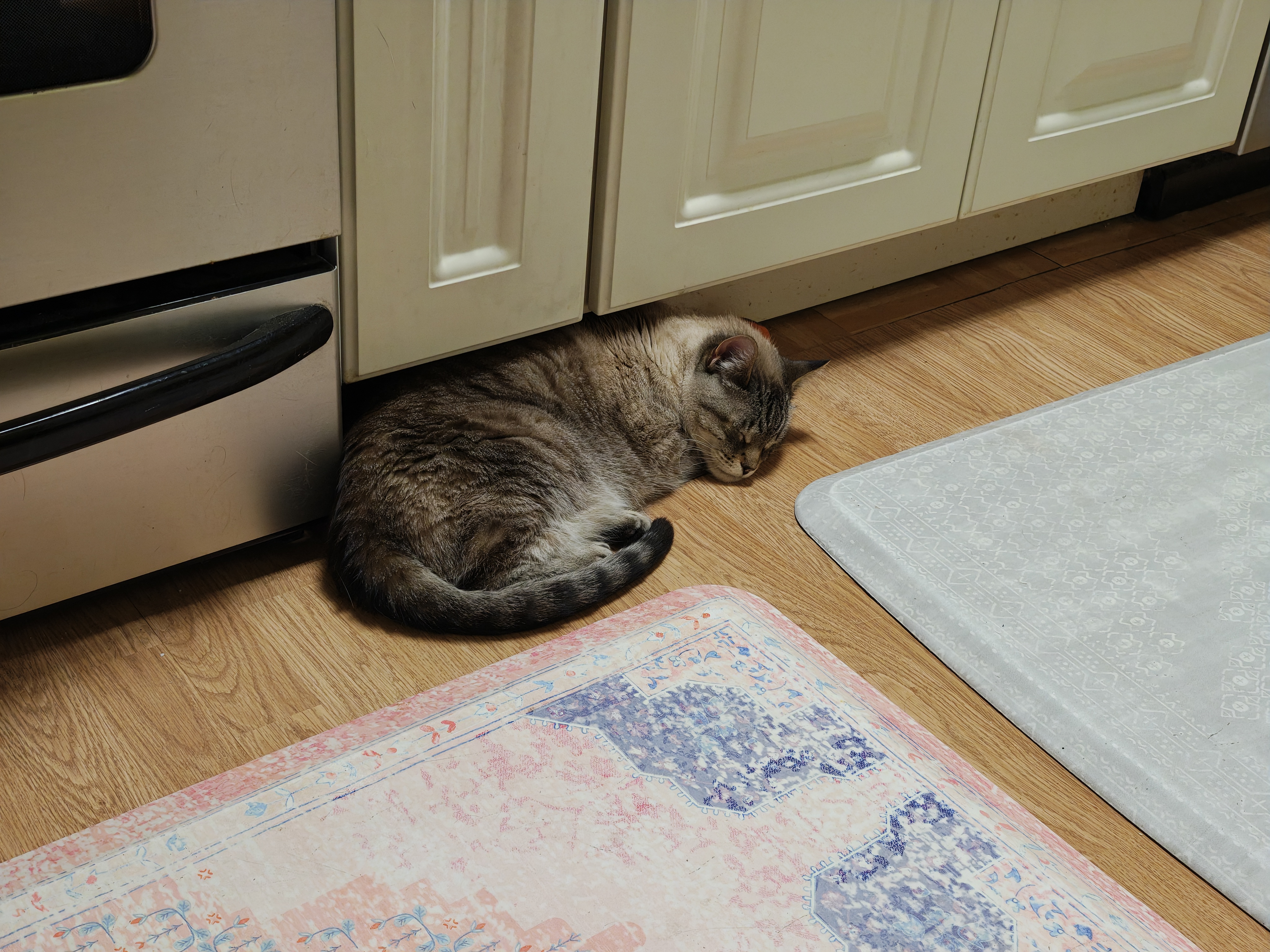 A cat sleeping on the floor